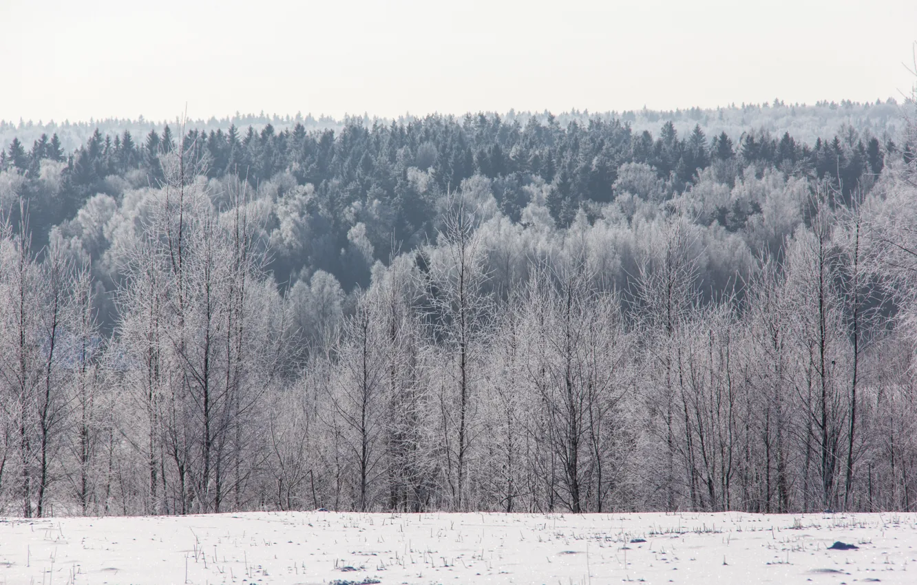 Photo wallpaper winter, frost, forest, snow, trees, horizon, frost, Sunny