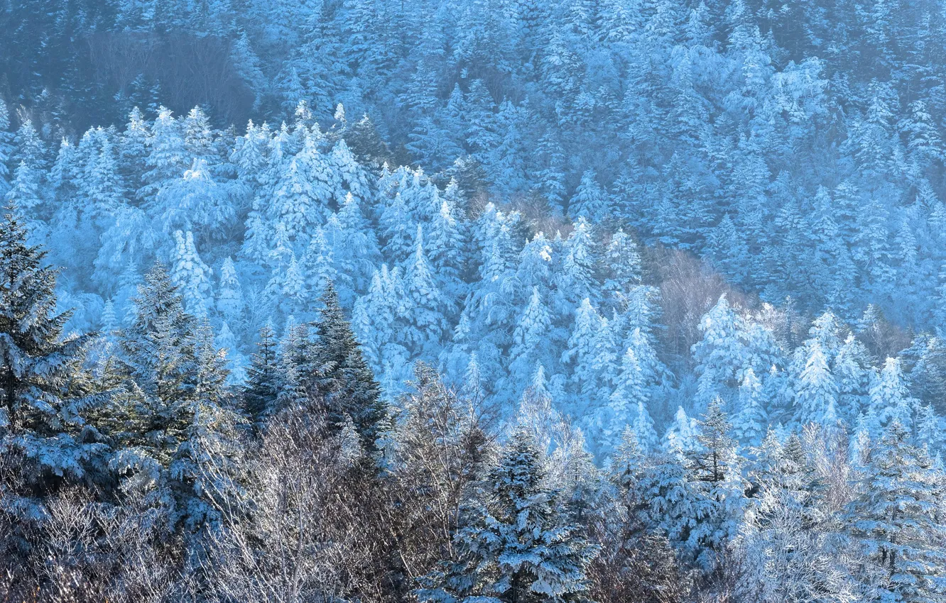 Photo wallpaper winter, frost, forest, light, snow, trees, mountains, branches