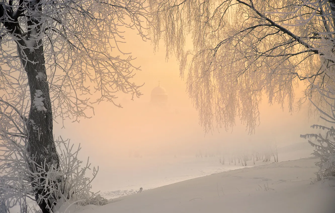 Photo wallpaper winter, field, the sky, light, snow, trees, branches, nature