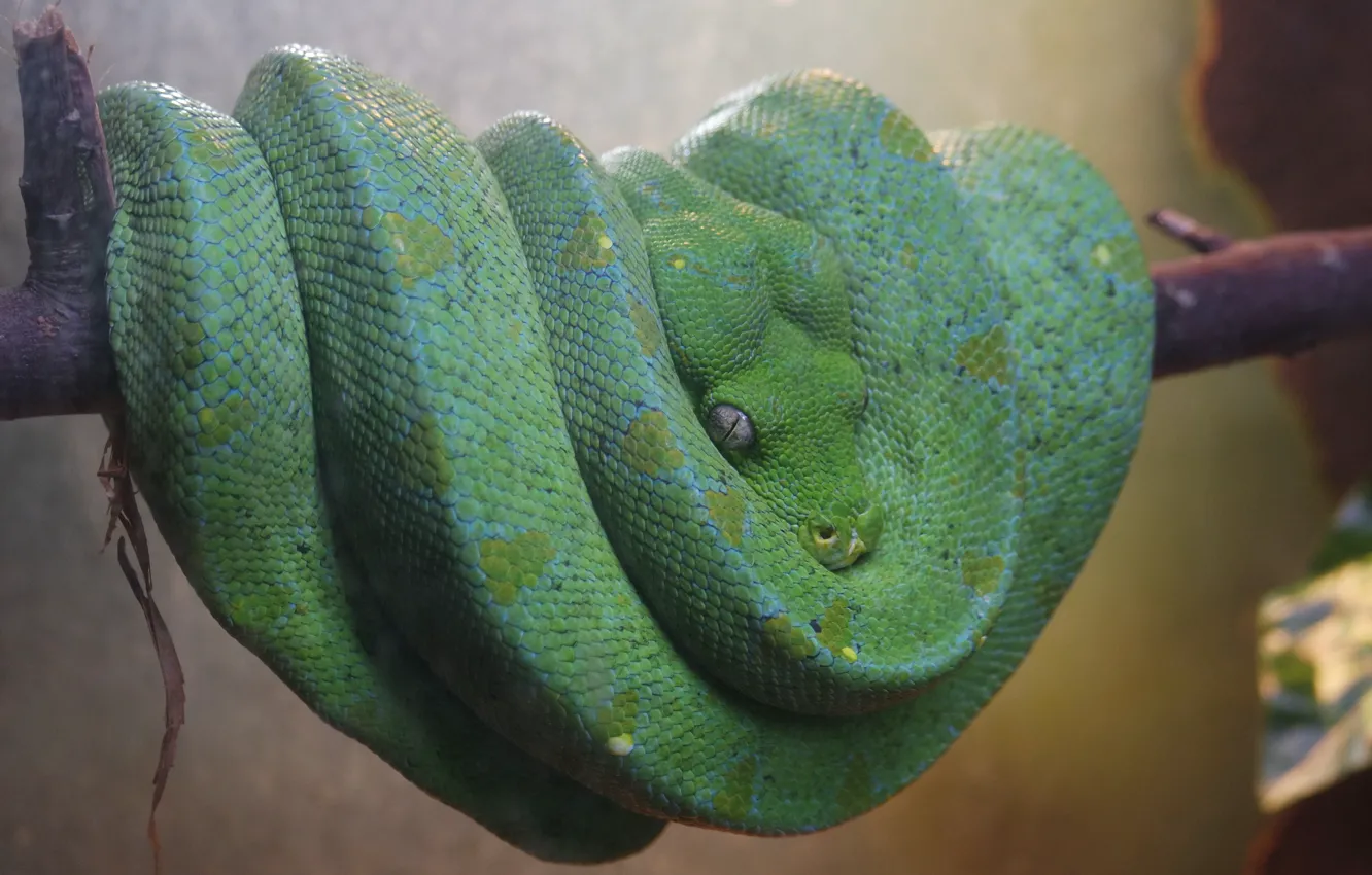 Photo wallpaper Snake, Beauty, Danger