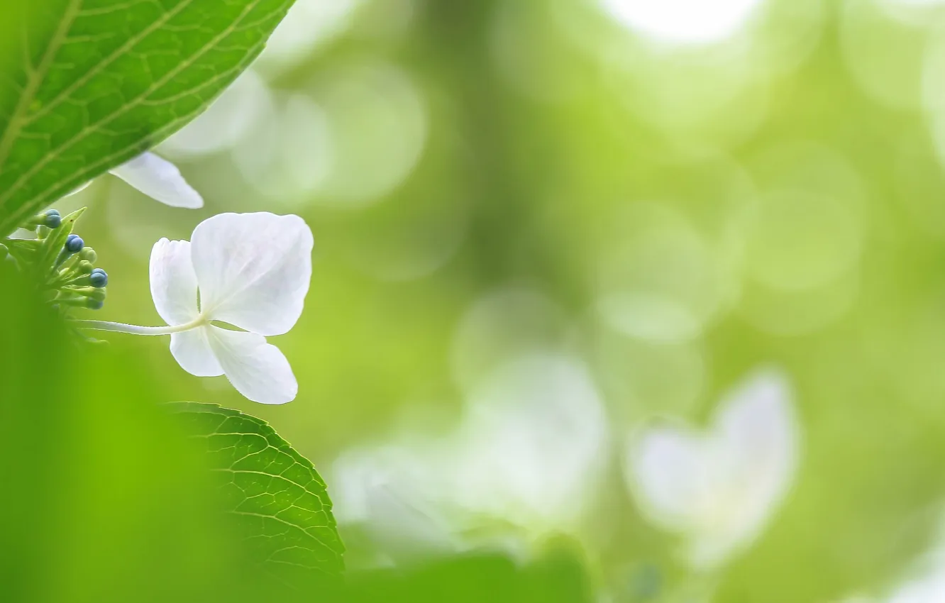 Photo wallpaper leaves, flowers, nature, petals