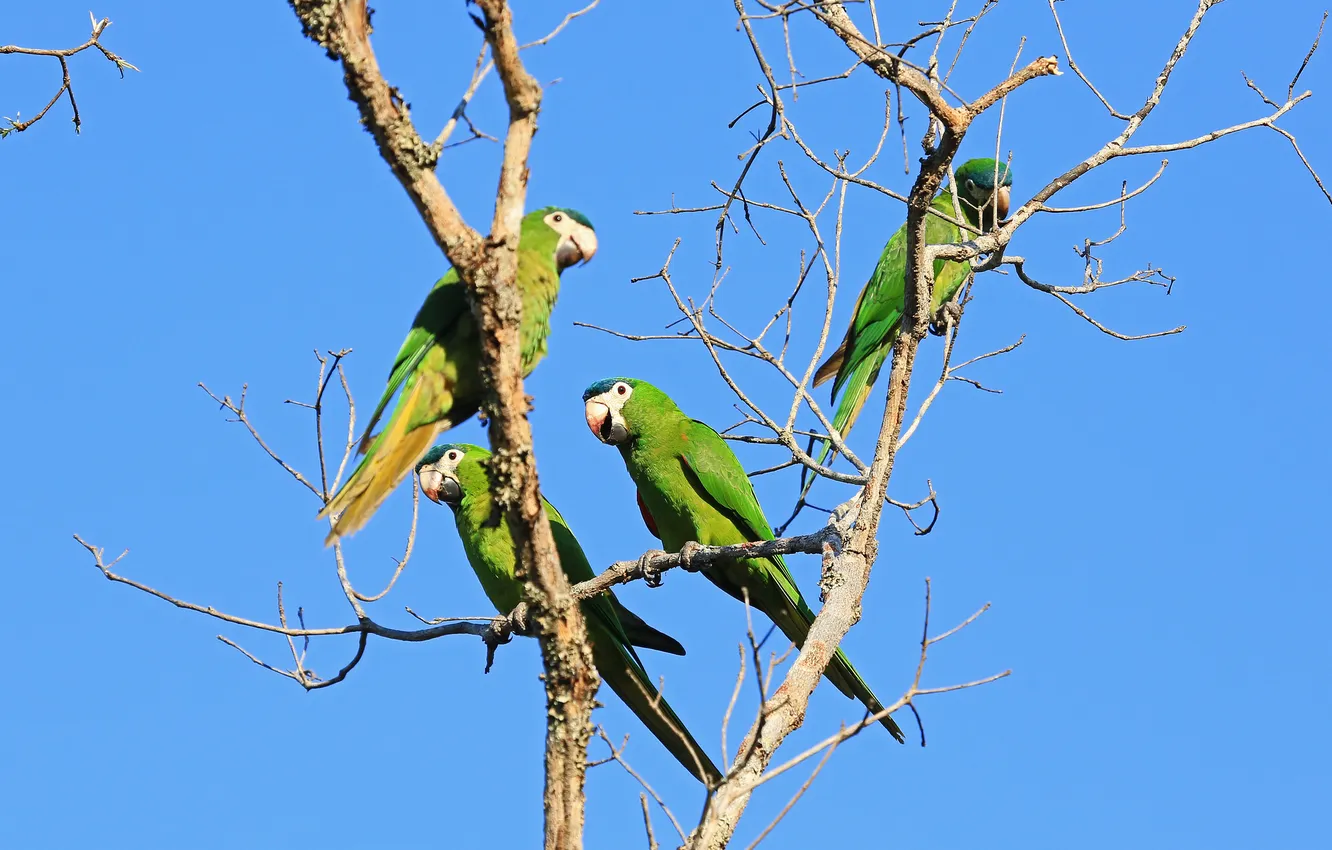 Photo wallpaper the sky, trees, bird, beak, parrot, tail