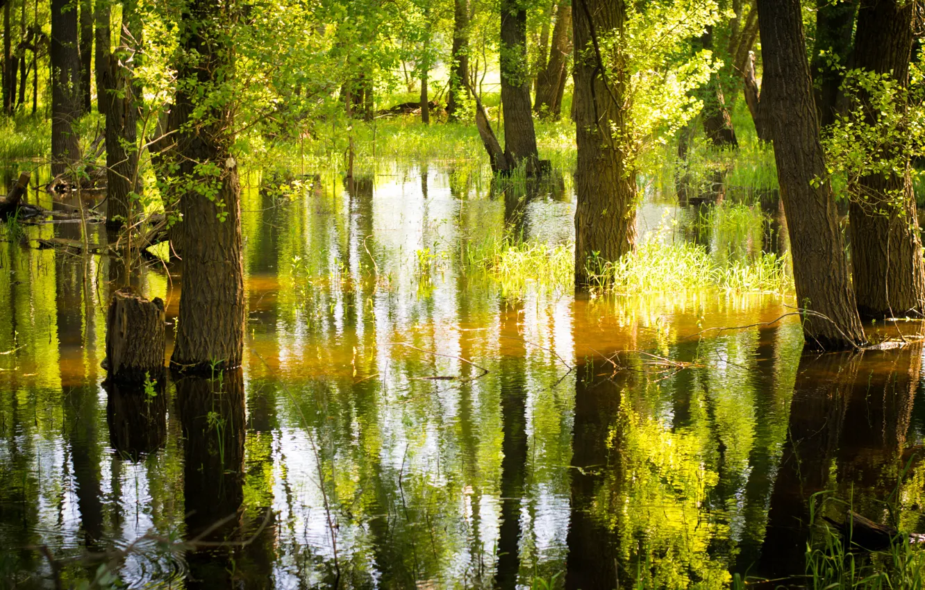 Photo wallpaper grass, water, trees, swamp