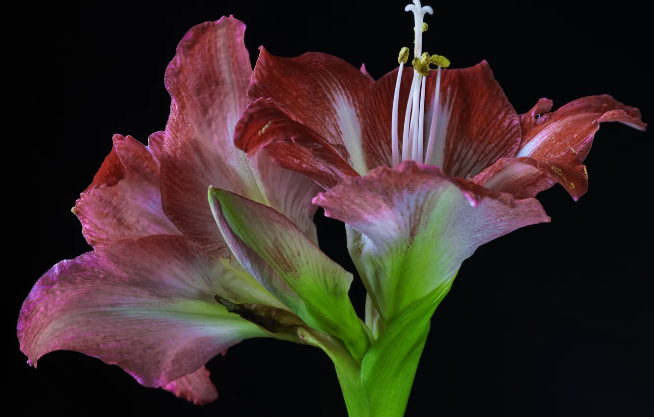 Photo wallpaper flowers, stamens, buds, black background, Amaryllis