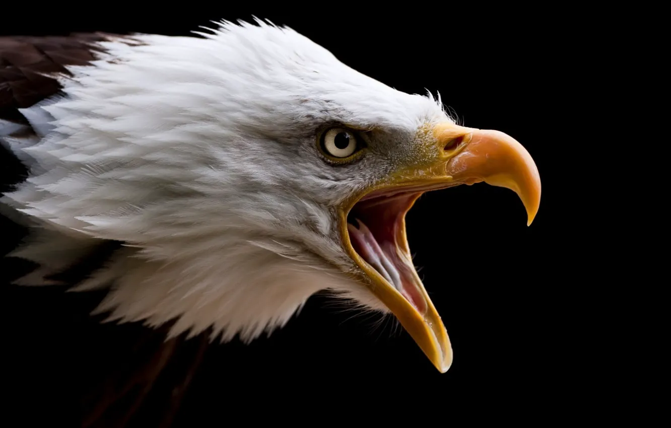 Photo wallpaper bird, animal, vertebrate, eagle high resolution widescreen
