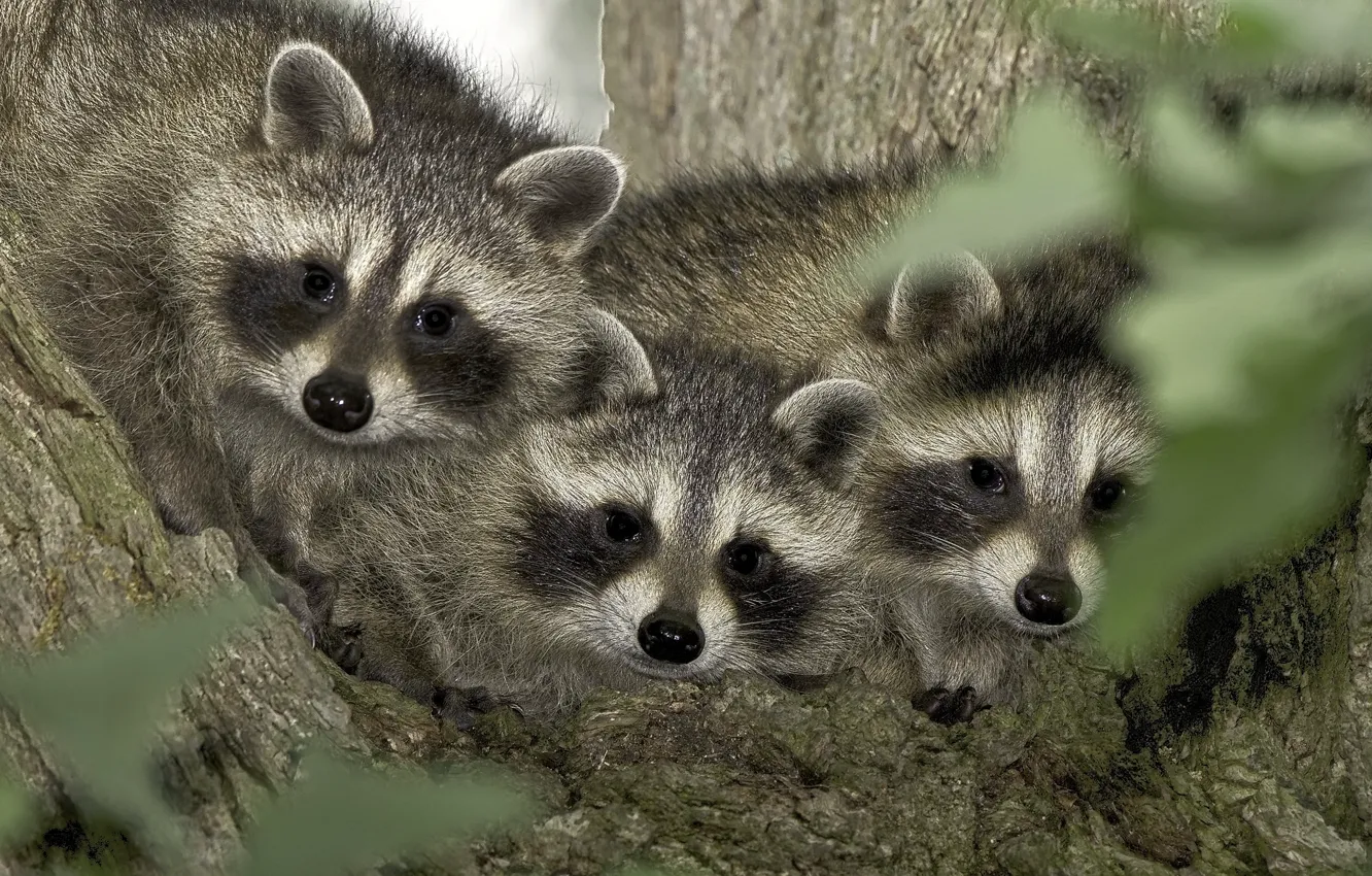 Photo wallpaper eyes, trees, raccoon