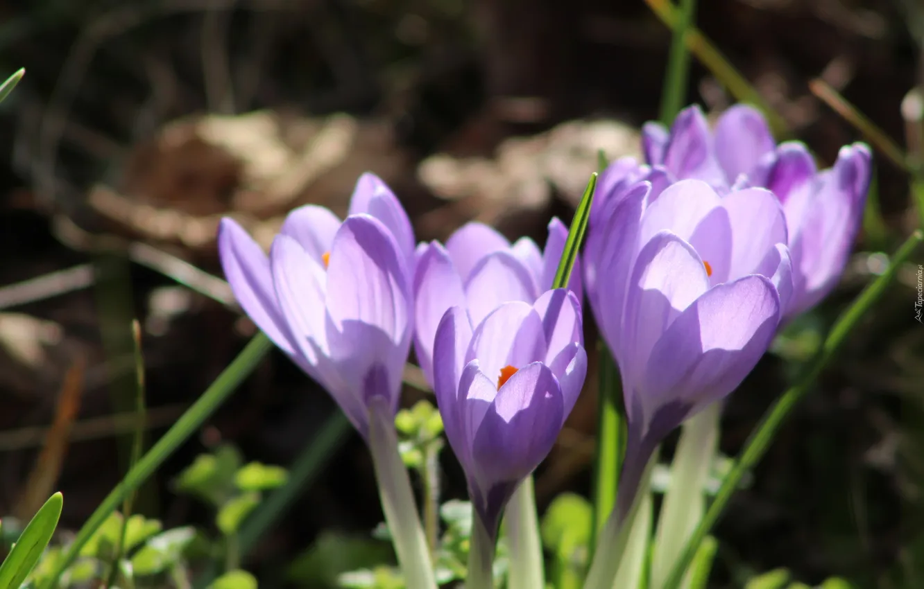 Photo wallpaper flower, spring, Crocus