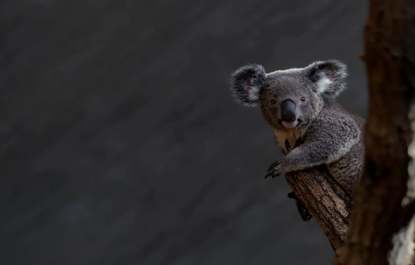 Photo wallpaper look, trees, grey background, face, bitches, Koala