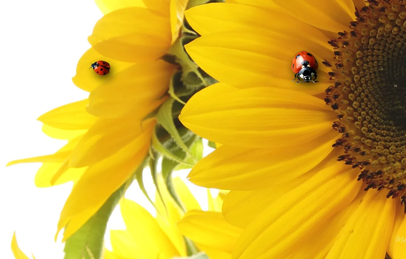 Photo wallpaper sunflowers, collage, ladybug, petals