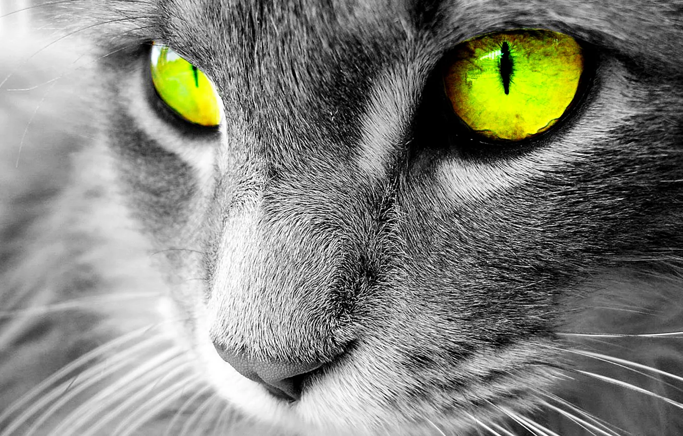 Photo wallpaper eyes, Cats, Chenoa-white