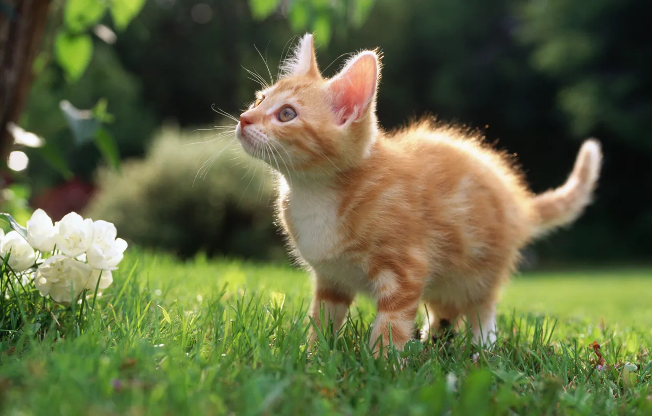 Photo wallpaper grass, look, kitty, red, lawn