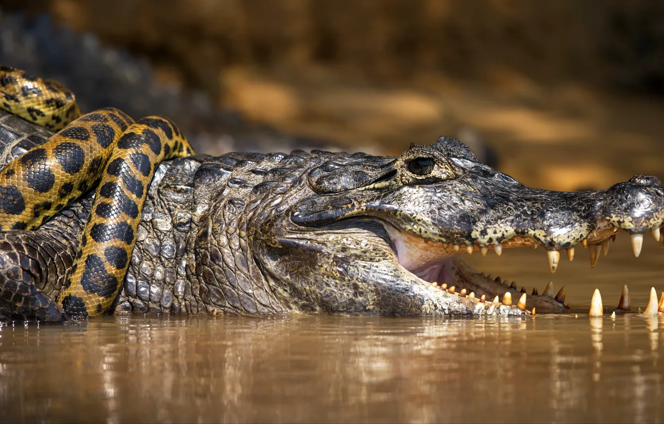 Photo wallpaper look, snake, fight, crocodile, mouth, Python, pond