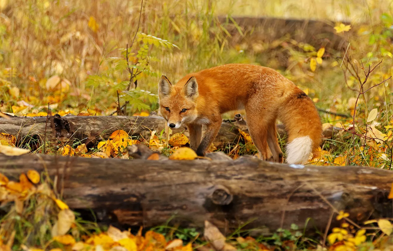 Photo wallpaper autumn, look, leaves, nature, pose, Fox, tail, red