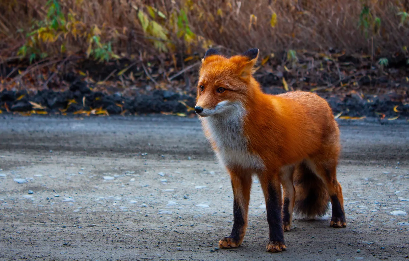 Photo wallpaper road, nature, Fox, red