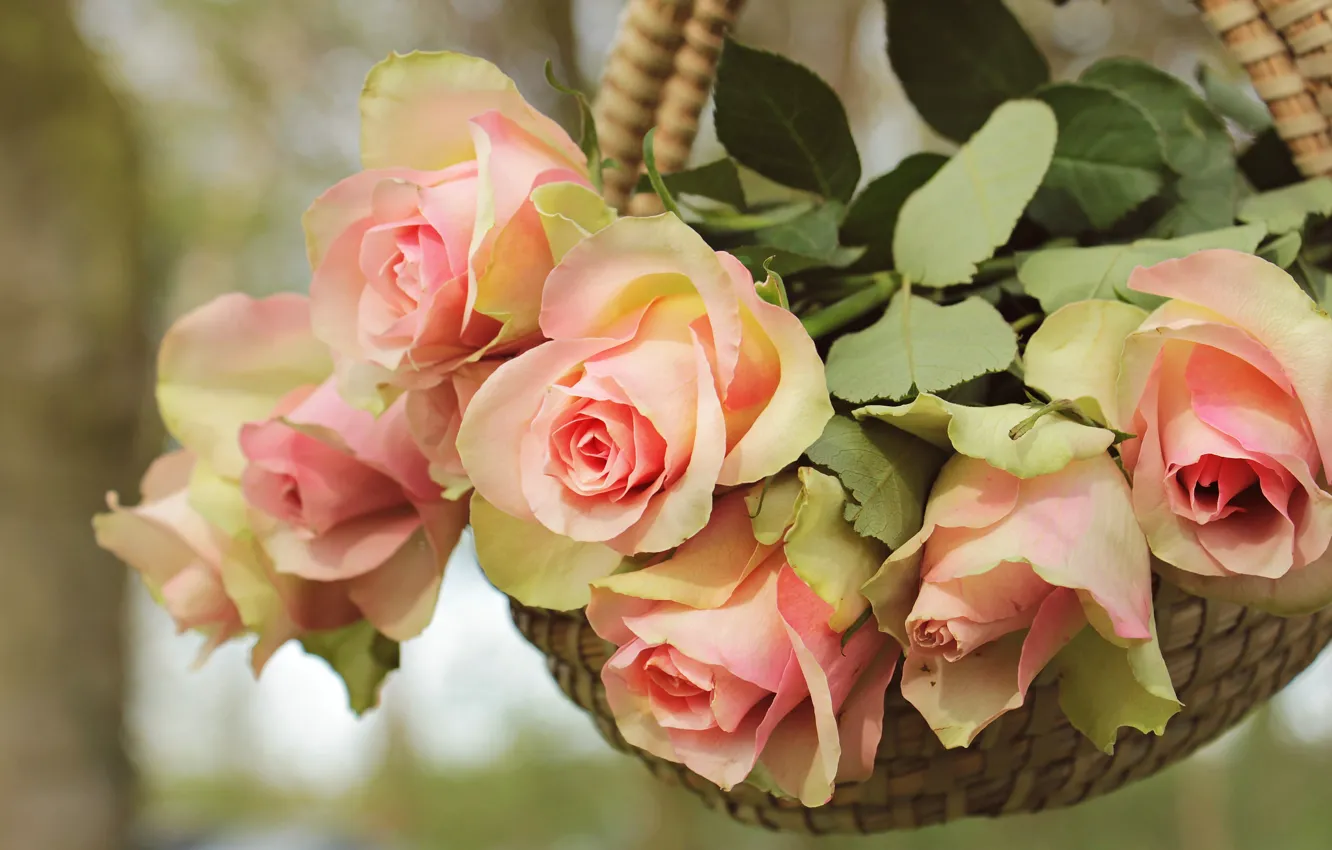 Photo wallpaper leaves, flowers, nature, background, rose, roses, bouquet, petals