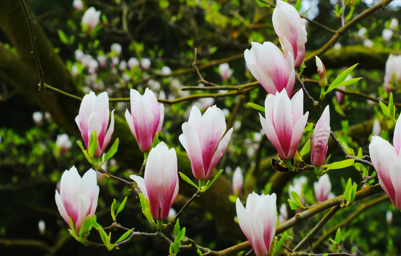 Photo wallpaper flower, spring, magnolia, twigs