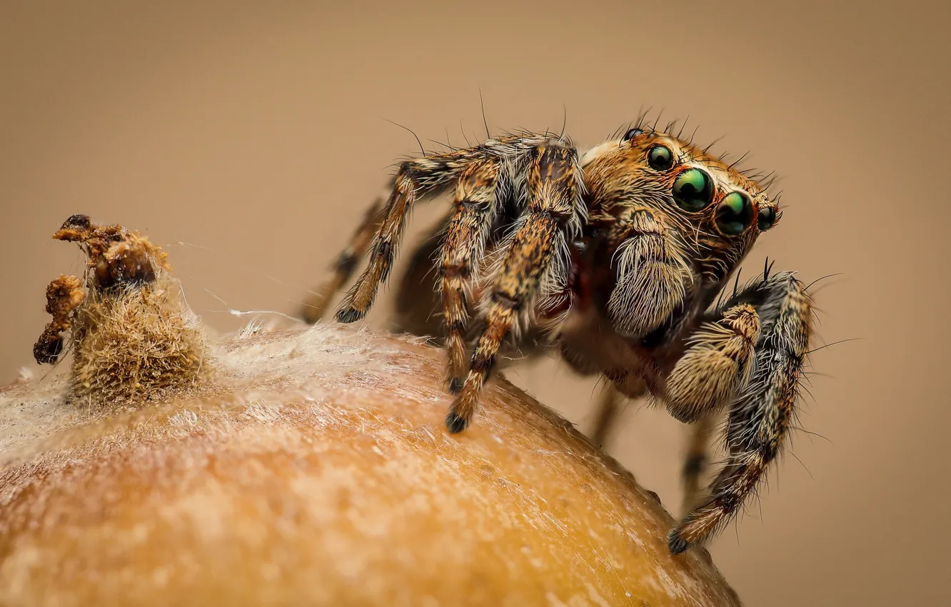 Photo wallpaper look, macro, pose, spider, fruit, fruit, bokeh, jumper