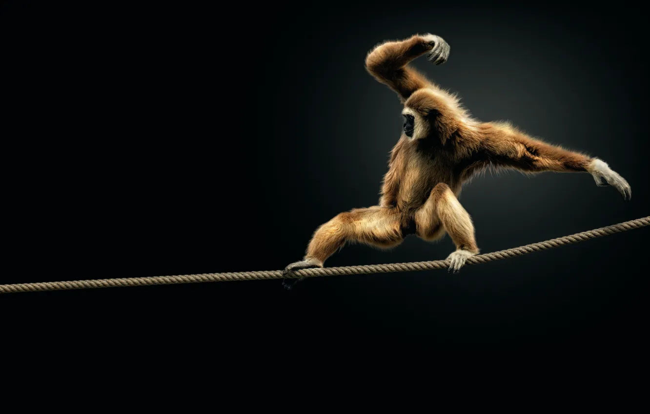Photo wallpaper monkey, rope, balance
