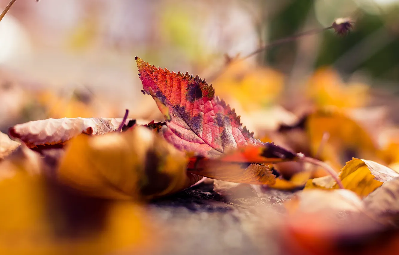 Photo wallpaper autumn, leaves, foliage, bokeh, autumn leaves