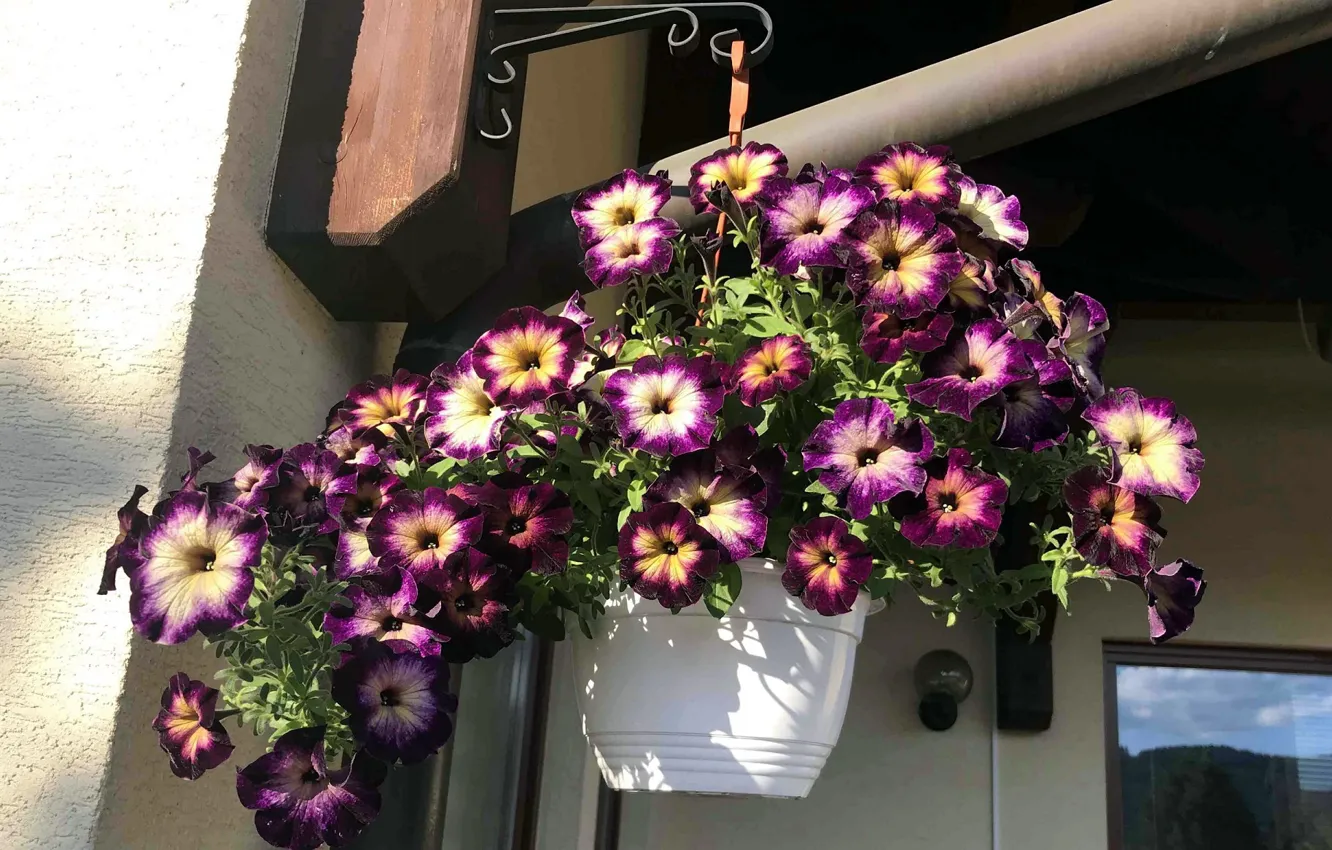 Photo wallpaper flowers, Petunia, street pot