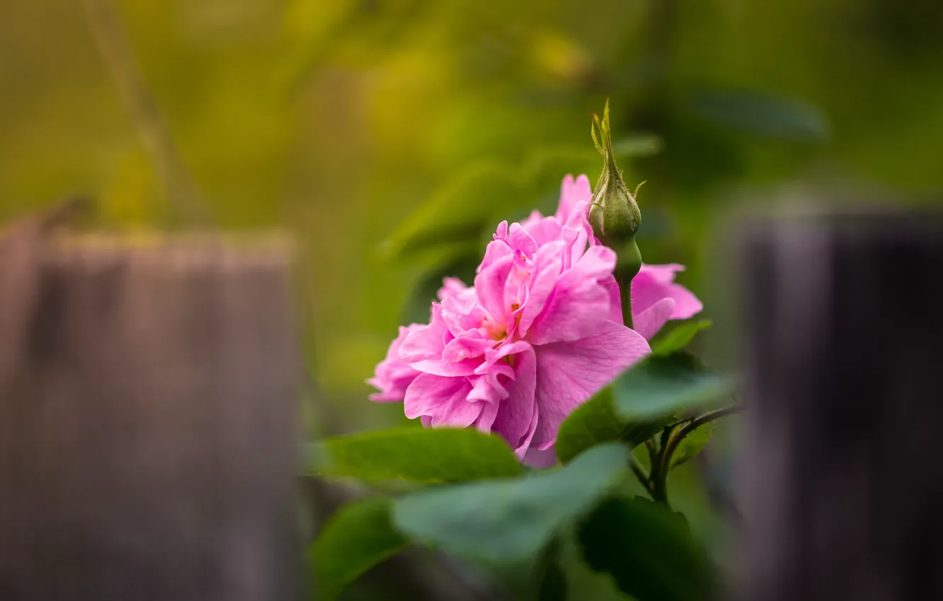 Photo wallpaper leaves, flowers, nature, briar, buds