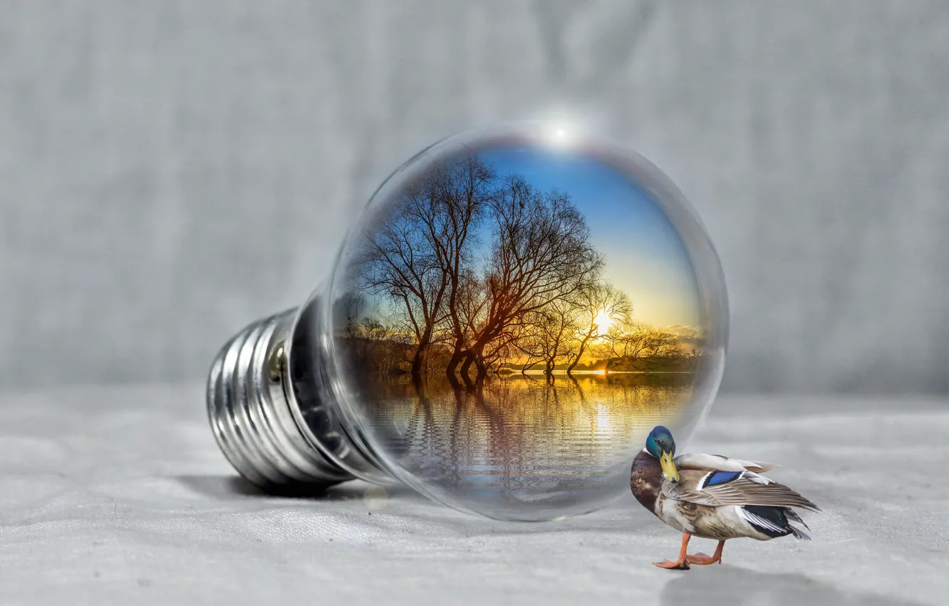 Photo wallpaper light bulb, sunset, lake, relax, duck