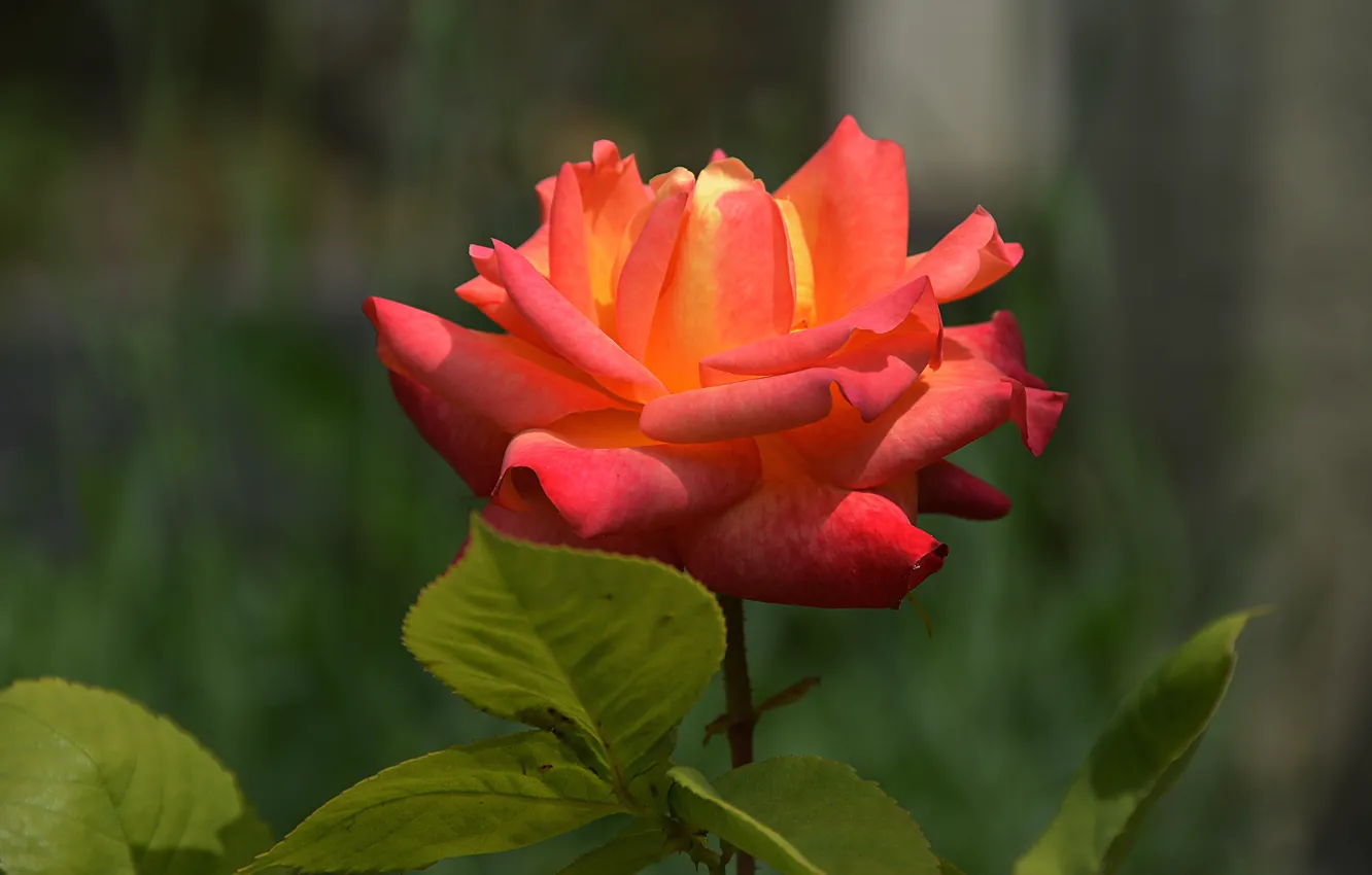 Photo wallpaper rose, orange, Rose, orange, bokeh, bokeh