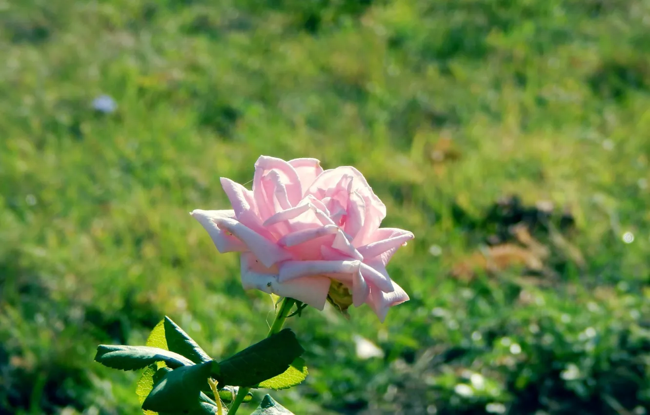 Photo wallpaper flowers, roses, garden, pink, alley, Anapa, walnut grove