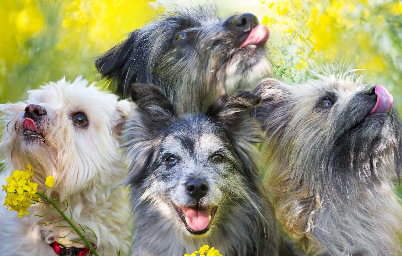 Photo wallpaper language, dogs, background
