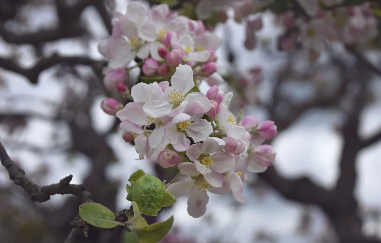 Photo wallpaper flowers, spring, Branch, Apple