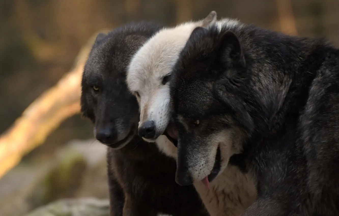 Photo wallpaper wolf, predator, wool, three, Blood ties