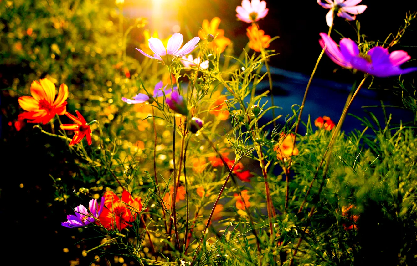 Photo wallpaper field, rays, sunset, flowers, meadow