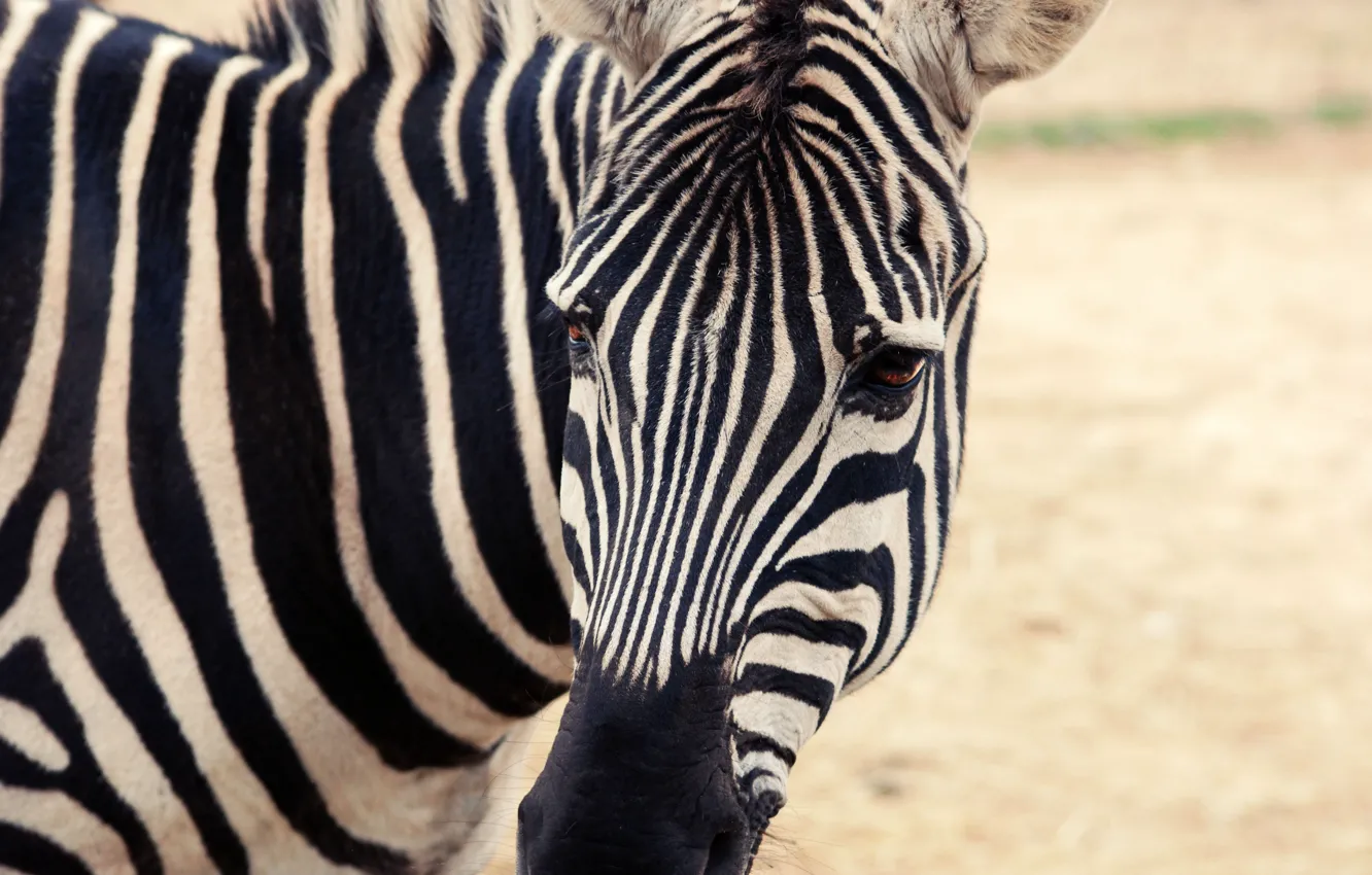 Photo wallpaper Zebra, white, black, stripes lines