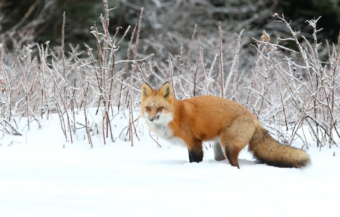 Photo wallpaper winter, frost, snow, branches, nature, Fox