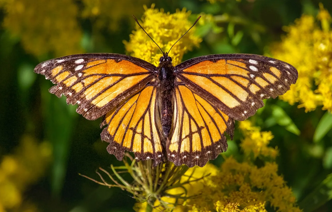 Photo wallpaper macro, butterfly, wings, beautiful, flowering, closeup