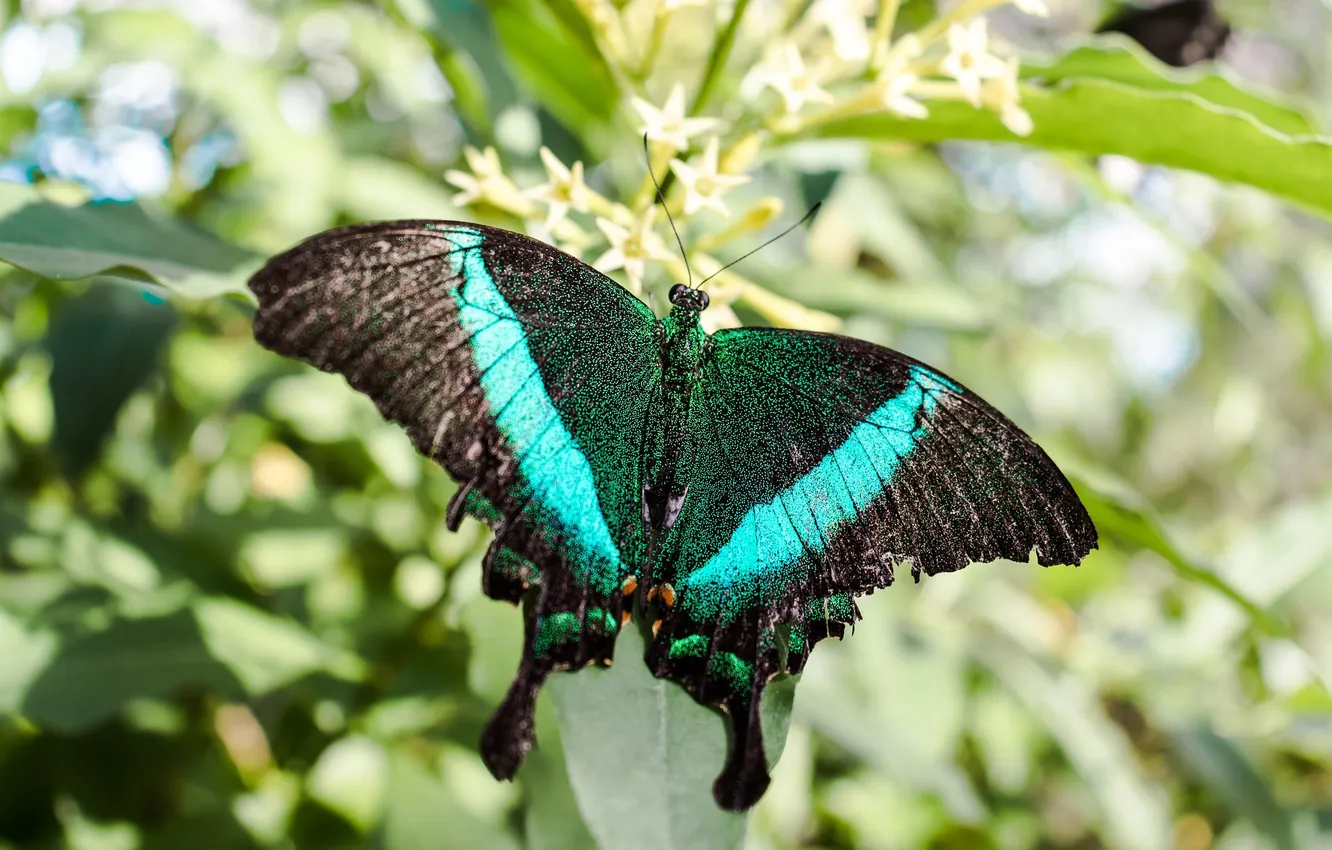 Photo wallpaper leaves, macro, butterfly, wings, beautiful, flowers, pollination, closeup