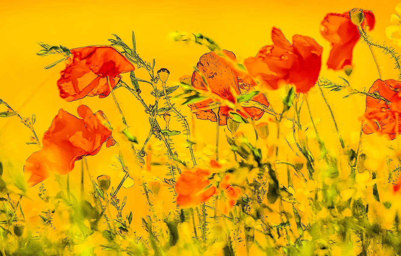 Photo wallpaper flowers, background, Maki