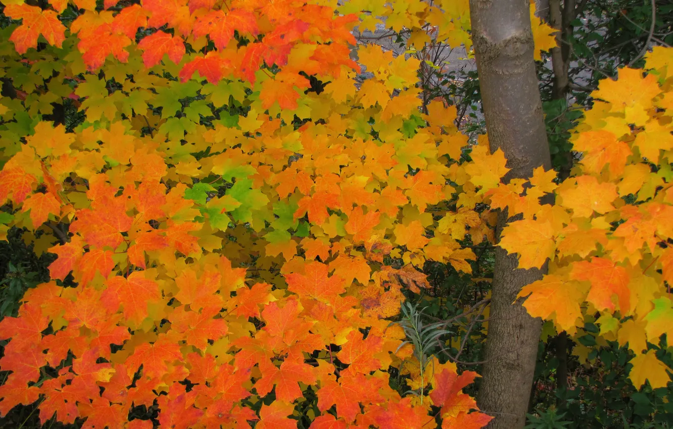 Photo wallpaper autumn, leaves, tree, trunk, maple
