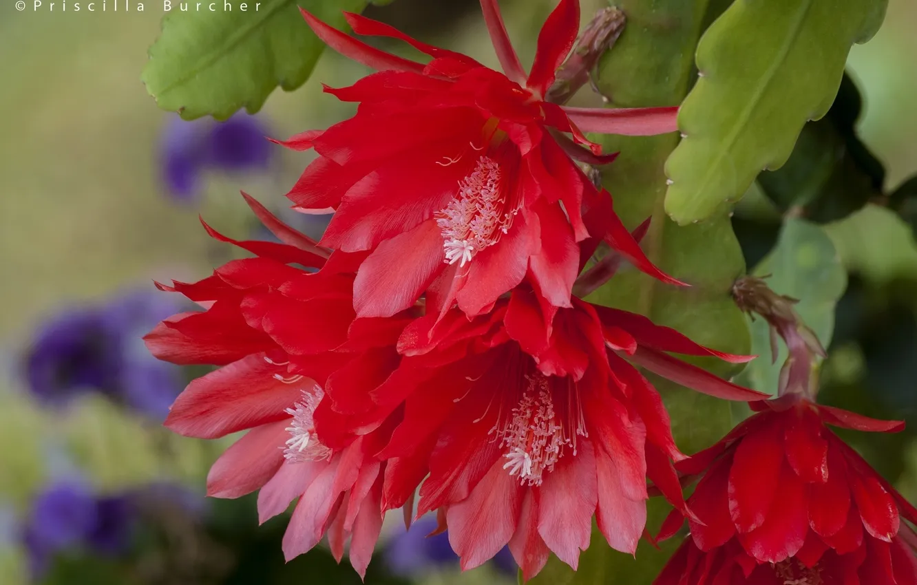 Photo wallpaper macro, cactus, flowering