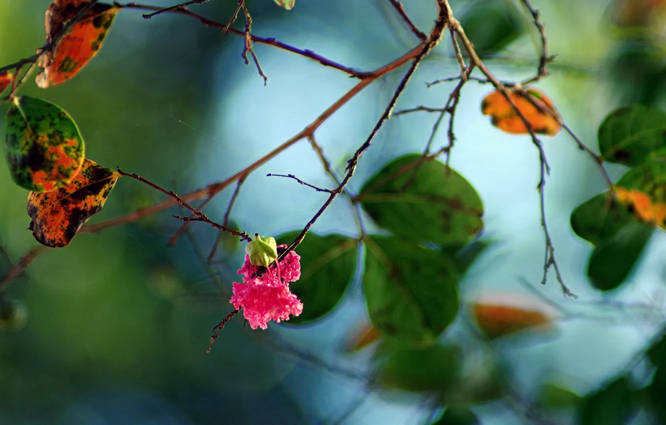 Photo wallpaper autumn, leaves, macro, branches