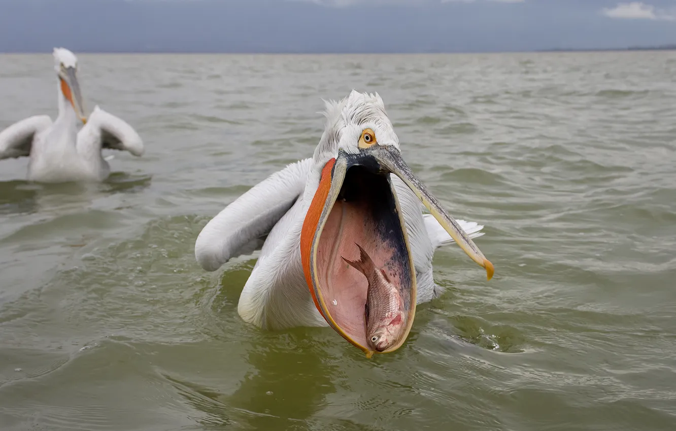 Photo wallpaper sea, fish, Pelican