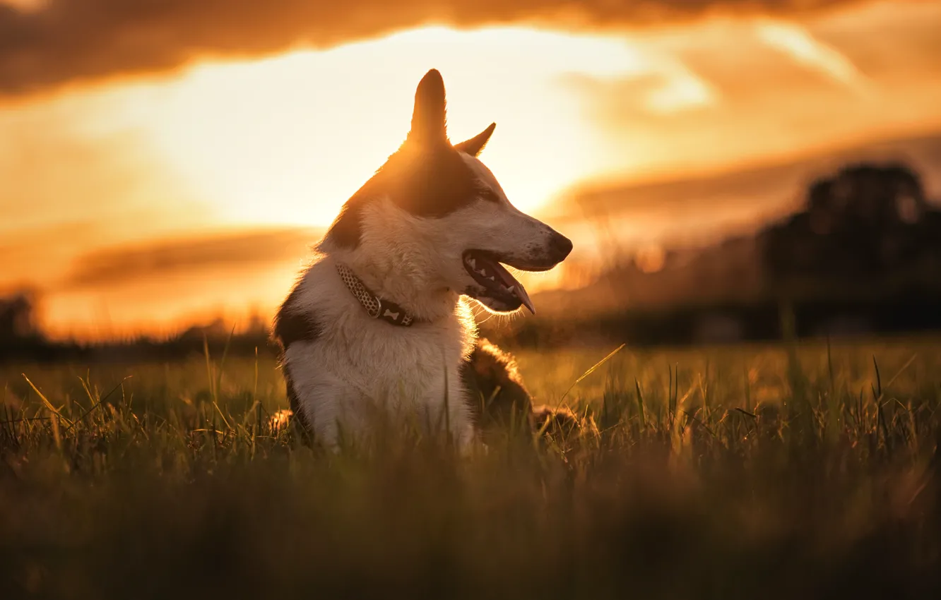 Photo wallpaper sunset, nature, dog, meadow, The border collie