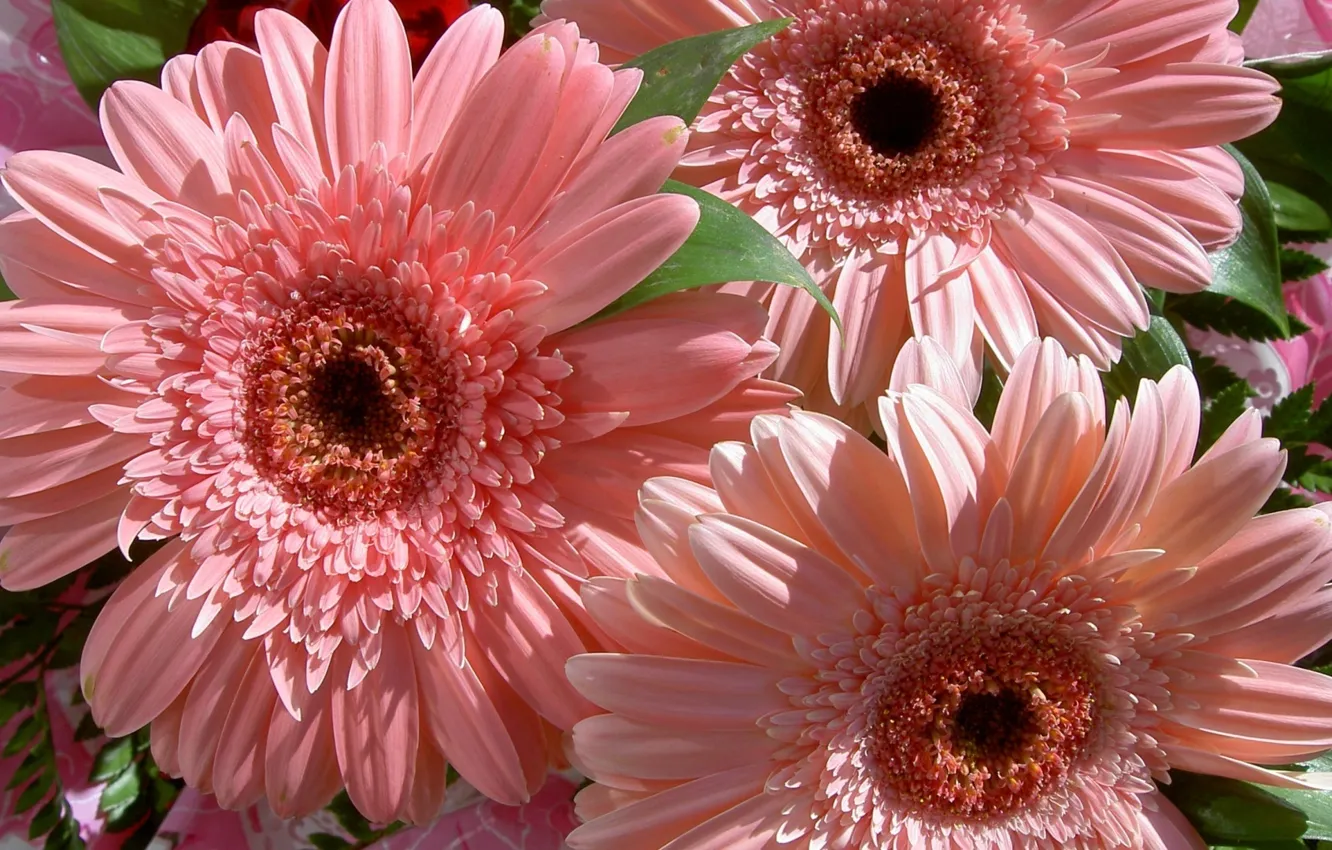 Photo wallpaper flower, flowers, nature, bouquet, gentle, pink, gerbera, beautiful