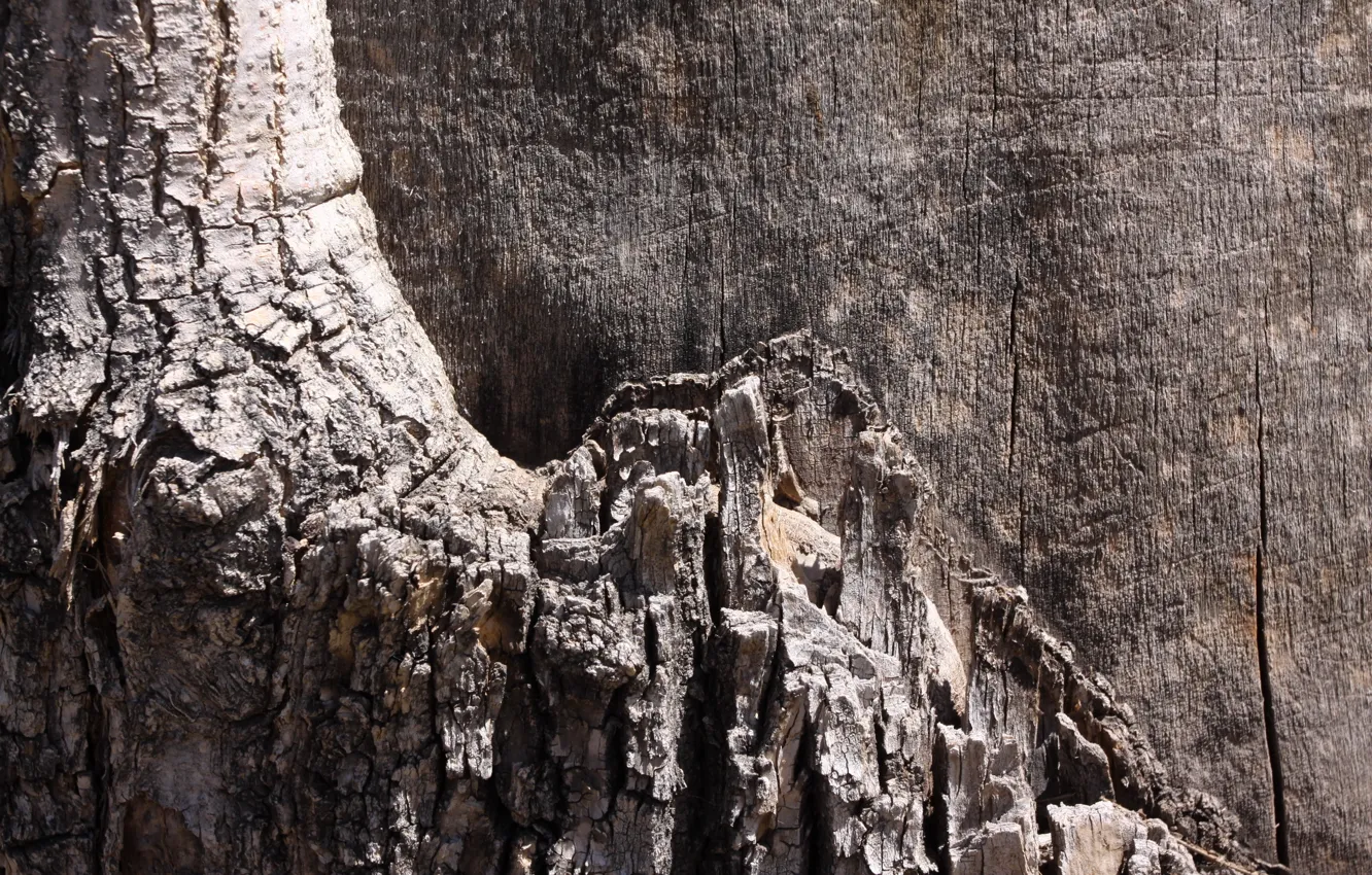 Photo wallpaper background, tree, texture