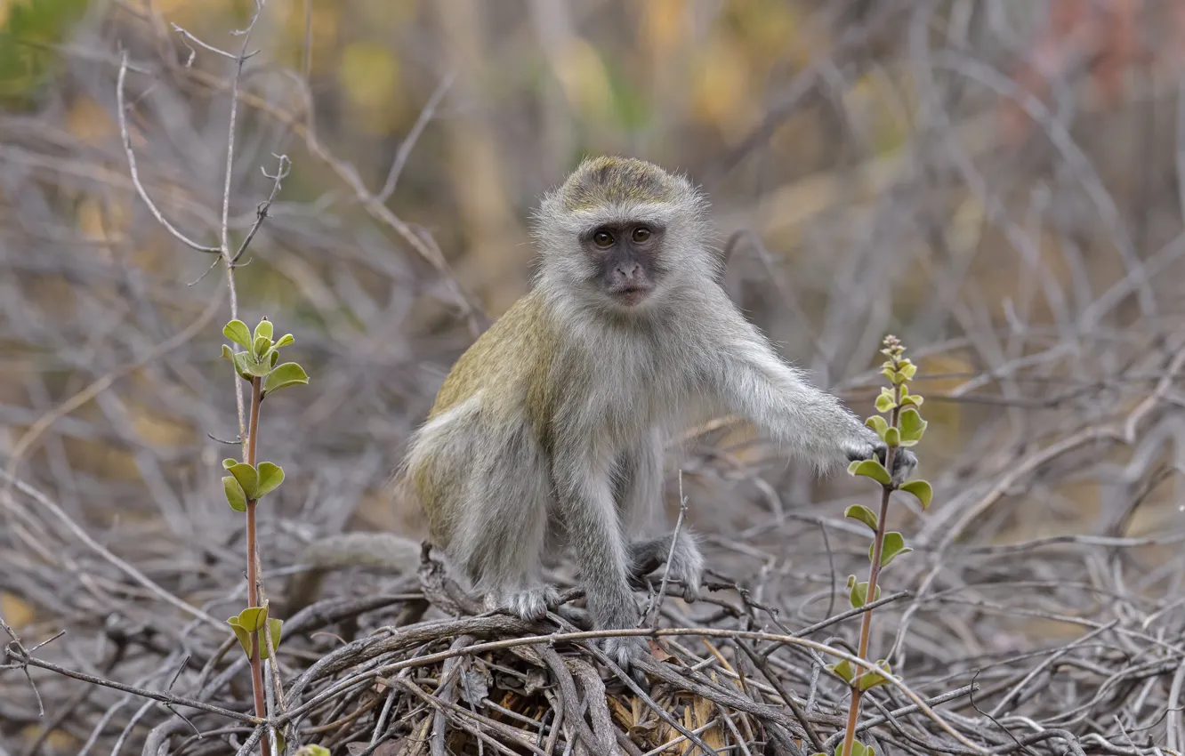 Photo wallpaper branches, nature, monkey, DUELL ©