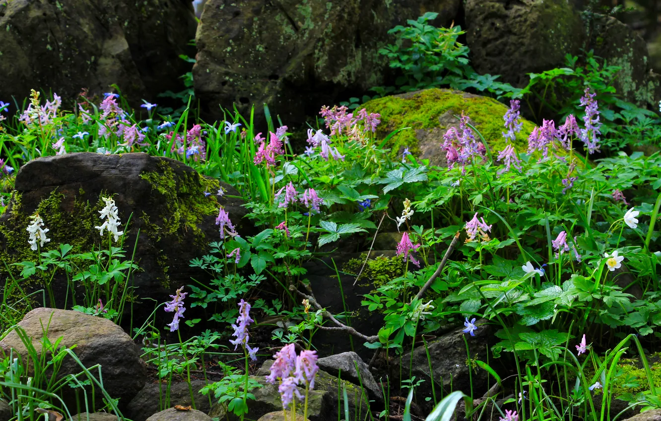 Photo wallpaper flower, stones, plant