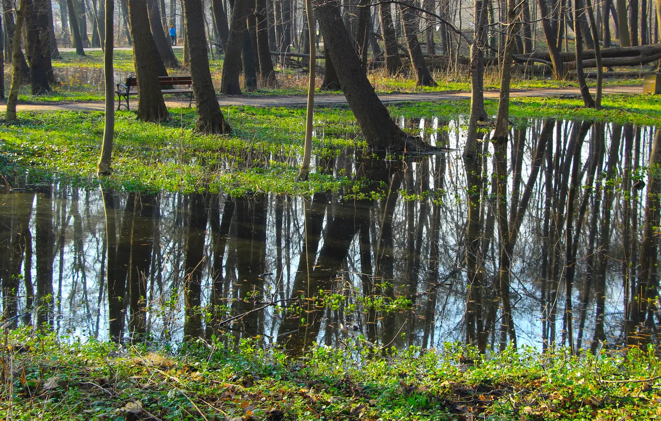 Photo wallpaper forest, water, park, tree
