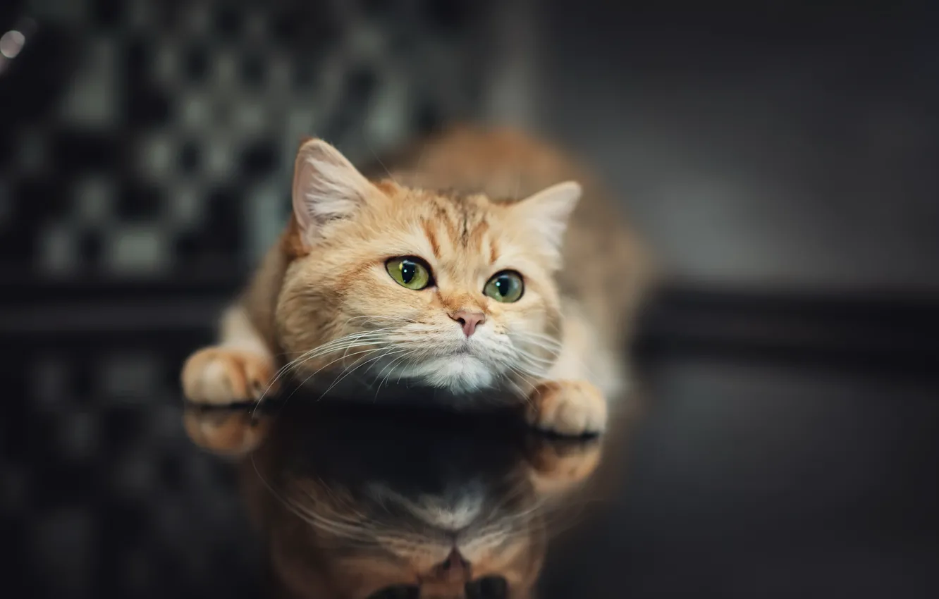 Photo wallpaper cat, background, home