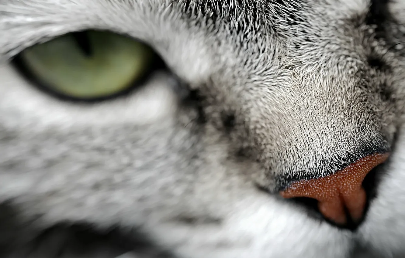 Photo wallpaper cat, look, macro, background
