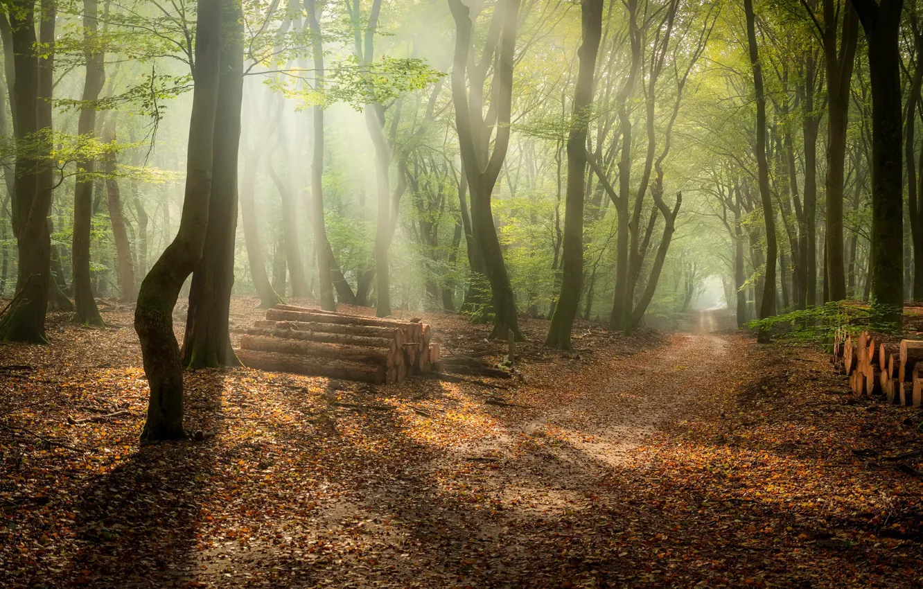 Photo wallpaper forest, morning, wood
